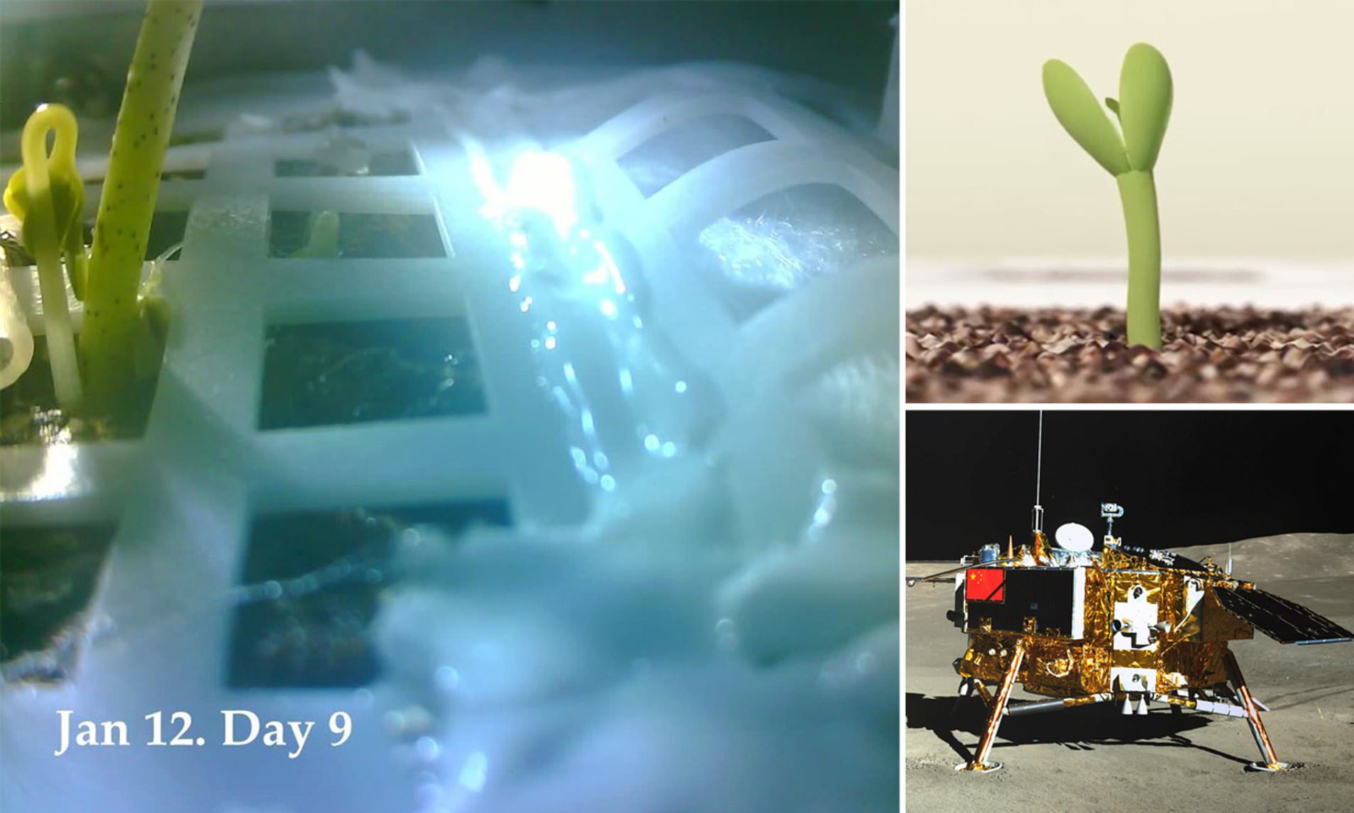 Uzayda Tarımın İlk Adımları: Çin Ay'da Bitki Yetiştiriyor!