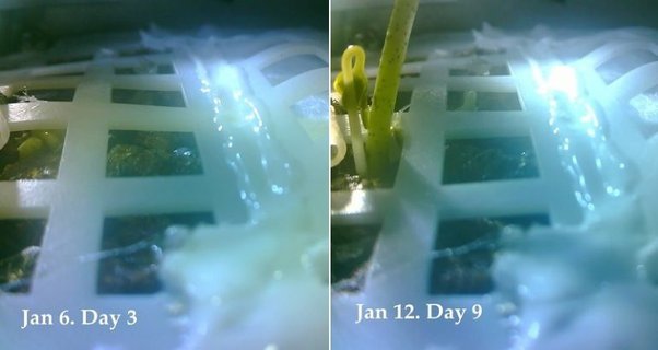 Uzayda Tarımın İlk Adımları: Çin Ay'da Bitki Yetiştiriyor!