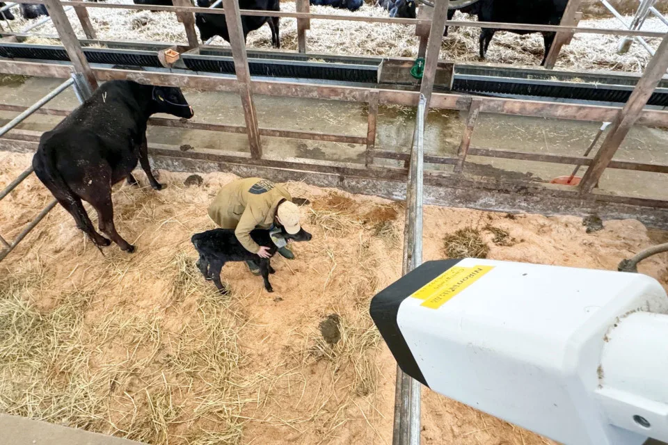 Nikon, ineklerin doğum yapmak üzere olduğunu algılayan yapay zekalı görüntüleme kamerası yaptı