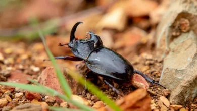 RoBeetle İsimli Bu Minik Robot Böceği Alkolle Çalışıyor!