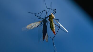 Burkina Faso genetiği değiştirilmiş sivrisinekleri yok etme kararı aldı