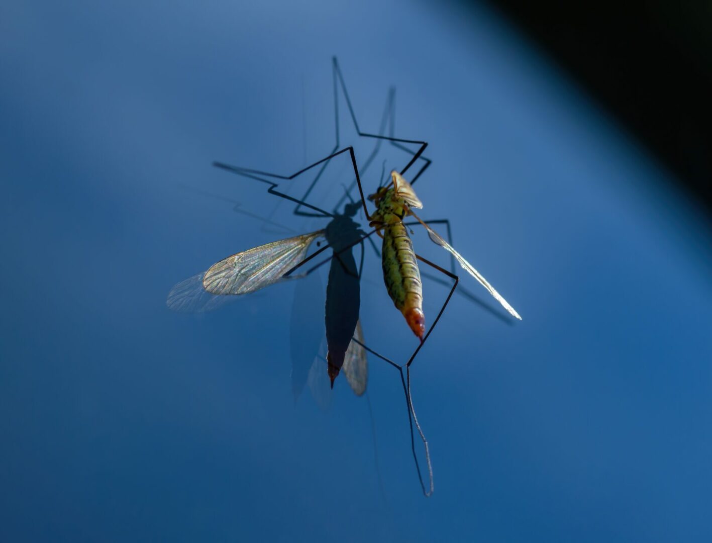 Burkina Faso genetiği değiştirilmiş sivrisinekleri yok etme kararı aldı