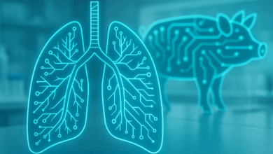 Çinli bilim insanları domuz akciğerini insana nakletmeyi başardı