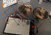 Organik bilgisayar bileşenleri gerçeğe dönüşüyor: Şitaki mantarından bellek geliştirildi