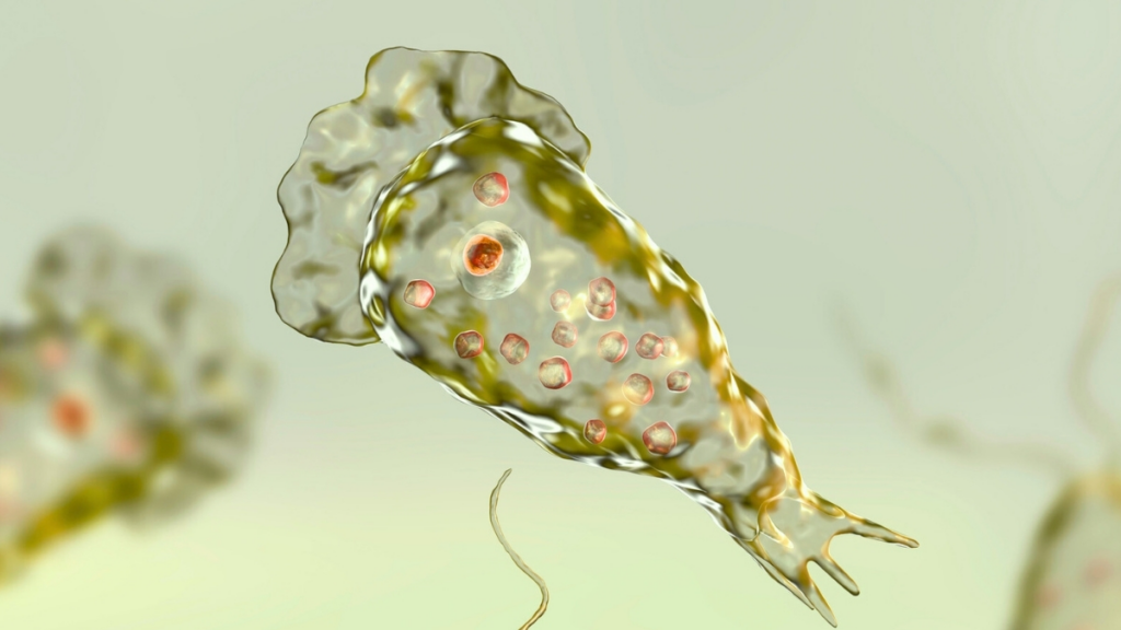 Bilim dünyasında büyük endişe yaratan beyin yiyen amip vakaları küresel bir tehdide dönüşüyor