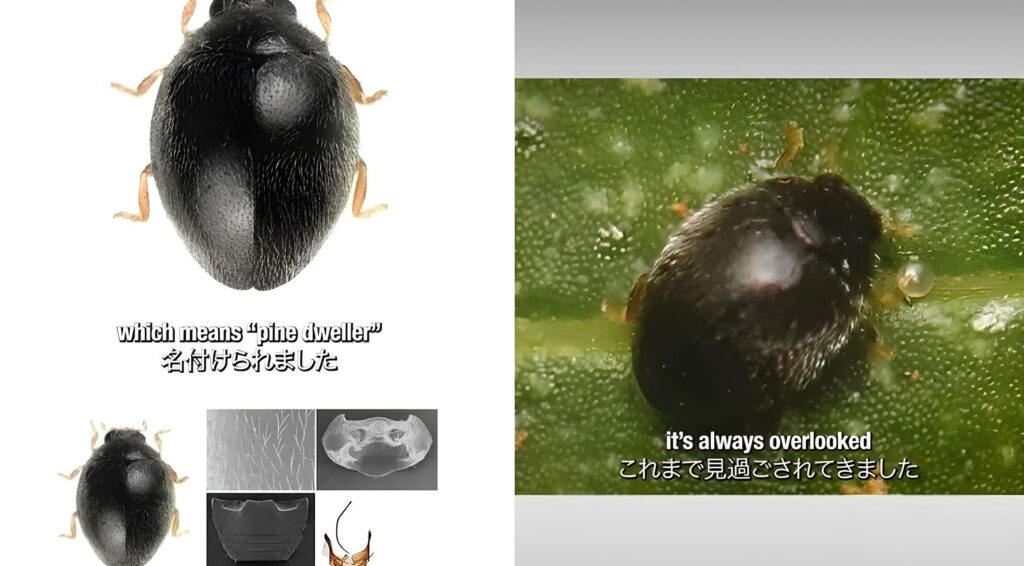 Kampüs ortamında keşif heyecanı: 1 milimetrelik yeni böcek türü keşfi resmen duyuruldu